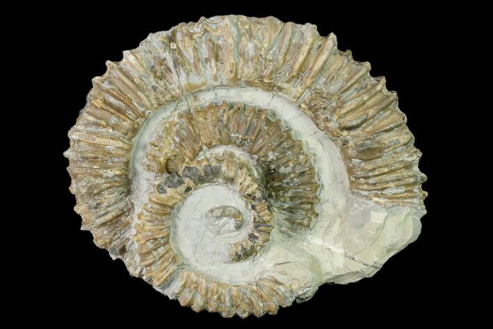 Double Aegocrioceras Ammonite - Germany #139142